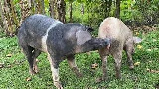 Thumbnail: My neighbours sow was successfully breeding my boar#breeding 