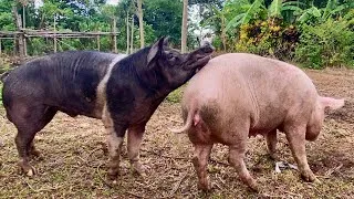 Thumbnail: Amazing daily works to race pigs#breeding #farming