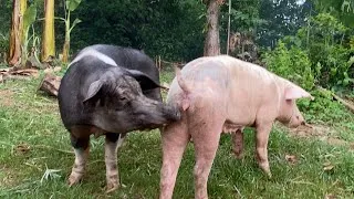 Thumbnail: This is the natural way of breeding unlimited race#breeding #farming #pig 