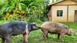 Thumbnail: No limit to breeding pig unlimited race#farming #breeding 