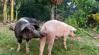 Thumbnail: No limit to breeding Unlimited race of pigs#breeding #farming 