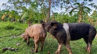 Thumbnail: Pig breeding in natural way you must see#farming #breeding 
