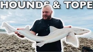 Thumbnail: The HOUNDS and TOPE of NORTH WALES❗️