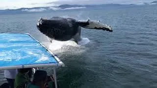 Thumbnail: Humpback Whale Soaks Whale Watchers | Gustavus, Alaska