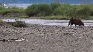 Thumbnail: Bears in the Glacier Bay National Park | Gustavus, Alaska