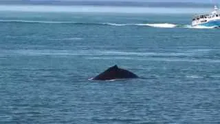 Thumbnail: Whale Watching Tours in Glacier Bay National Park | Gustavus, Alaska