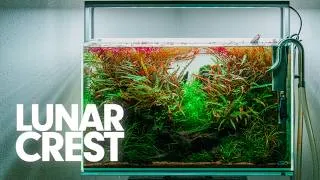 Thumbnail: 16G Nature Aquarium From Beginning To End