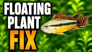 Thumbnail: The Floating Plant Mistakes Everyone Makes (And How to Fix Them)