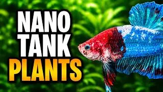 Thumbnail: 16 Easy Plants For Nano Aquariums (Perfect For Beginners)!