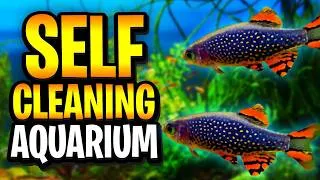 Thumbnail: Self-Cleaning Aquarium - No Filter, No CO2, No Liquid Fertilizers, And Low Water Changes! - Month 11