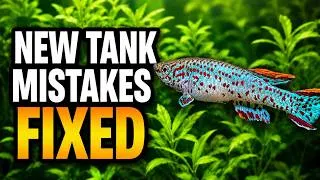 Thumbnail: New Tank Syndrome: Causes, Symptoms & How To Fix It!