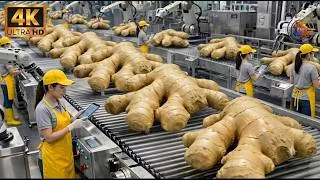 Thumbnail: Inside the 1,000,000 LB Ginger Plant : From Root to Powder