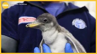 Thumbnail: New baby penguin
