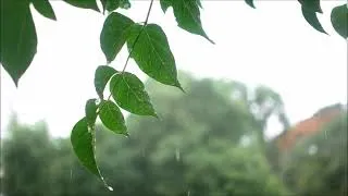 Thumbnail: RAIN SOUNDS   Fall Asleep or Relax to 10 MINUTES of Rain Relaxation Reduce Stress  HD
