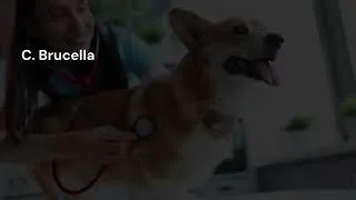 Thumbnail: Brucellosis का यह MCQ हर Veterinary Exam में आता है! 🔥 | Vet Exam MCQ | JRF | VAS | VO