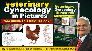 Thumbnail: Veterinary Gynaecology in Pictures | See Inside This Unique Book!