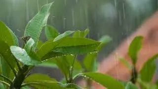 Thumbnail: Therapeutic Rain Sounds| Want to sleep but can't fall asleep?| GOAL ORIENTED