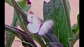 Thumbnail: 2024 0731 Slow Motion Butterfly