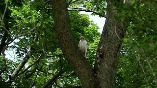 Thumbnail: Red-tailed Hawk Getting Mobbed