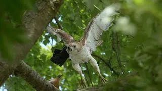 Thumbnail: Red-tailed Hawk Getting Mobbed
