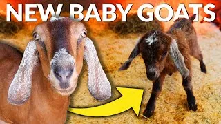 Thumbnail: FULL GOAT BIRTH START TO FINISH AND WHAT TO DO