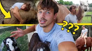 Thumbnail: Ranking the BEST Animal CUDDLES