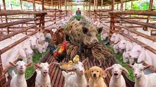 Thumbnail: The Sounds Of Amazing Farm Animals | Goats, Chickens, Pigs, Calves & Dogs | Goat Life Part 44