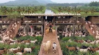Thumbnail: Exploring The Most Beautiful Goat Farm In The Mountains | Goat Life Part 43