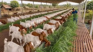 Thumbnail: Spending $500 A Day To Feed A 2,000-Goat Farm | Goat Life Part 43