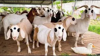 Thumbnail: Cute Mountain Farm Animals | Goat & Egg-Laying Duck Sounds | Goat Life Part 42