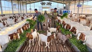 Thumbnail: Life On A Medium-Sized Goat Farm | Goat Life Part 41