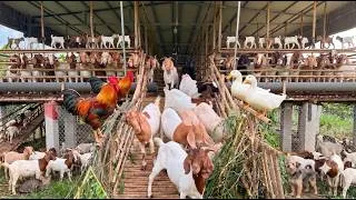 Thumbnail: Peaceful Moments With Farm Animals | Goats, Ducks, Dogs, Cats & Chickens | Goat Life Part 40