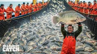 Thumbnail: Tilapia Fishing | How raising 2 million tilapia turned into a $1.2 million gamble