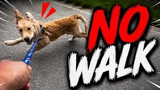 Thumbnail:     I’m NEVER Taking My Puppy on a Morning Walk Again! 😭