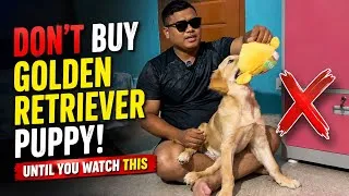 Thumbnail: Don’t BUY a Golden Retriever Puppy | without watching this video