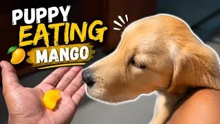 Thumbnail: Golden Retriever Puppy eating Mango ASMR