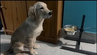 Thumbnail:     Golden Retriever Puppy Eating ASMR | So Satisfying!