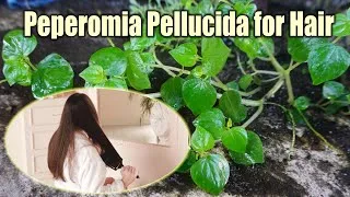 Thumbnail: Peperomia Pellucida for Hair: Natural Plant Extract Benefits & How to Use It for Hair Growth