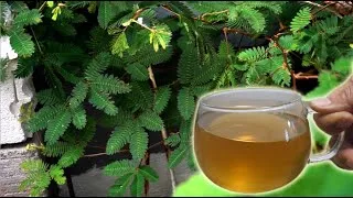 Thumbnail: Sensitive Plant Tea: Nutrition, Healing Benefits & Easy Recipe | Mimosa Pudica Herbal Drink