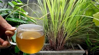 Thumbnail: Lemongrass Tea: Nutrition, Powerful Benefits & How to Make It (Soothing & Healthy Recipe)