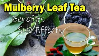 Thumbnail: How To Make Mulberry Leaf Tea For Diabetics | Health Benefits & Side Effects Mulberry Tea