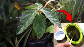 Thumbnail: How to Grow Green Grass Jelly From Cuttings l How to Propagate Trees A Step By Step Guide