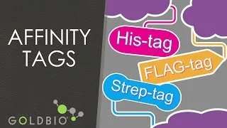 Thumbnail: His-tags, FLAG-Tags, and Strep-tags: Understanding Protein Purification