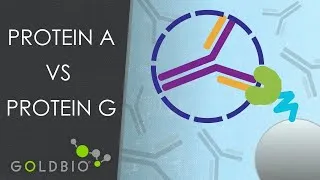 Thumbnail: Antibody Affinity Purification: Differences Between Proteins A, G, and L