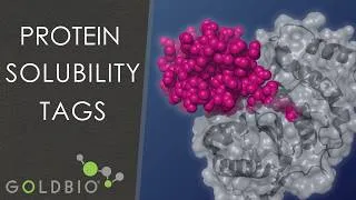 Thumbnail: Protein Purification: Top 3 Solubility Tags