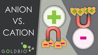 Thumbnail: Ion exchange chromatography: Anion vs Cation Exchange Explained