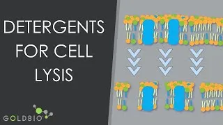 Thumbnail: 5 Detergents for Cell Lysis/Protein Extraction: CHAPS, Chlorhexidine, Deoxycholic Acid & Digitonin