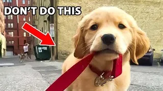 Thumbnail: 10 Things Golden Retriever Owners Do Wrong Every Day