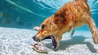 Thumbnail: Why Teenage Golden Retrievers Are The Worst