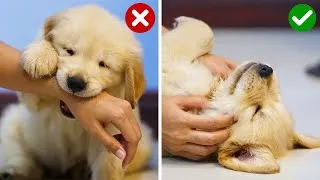 Thumbnail: Do This Every Day To Stop Golden Retriever Puppy Biting